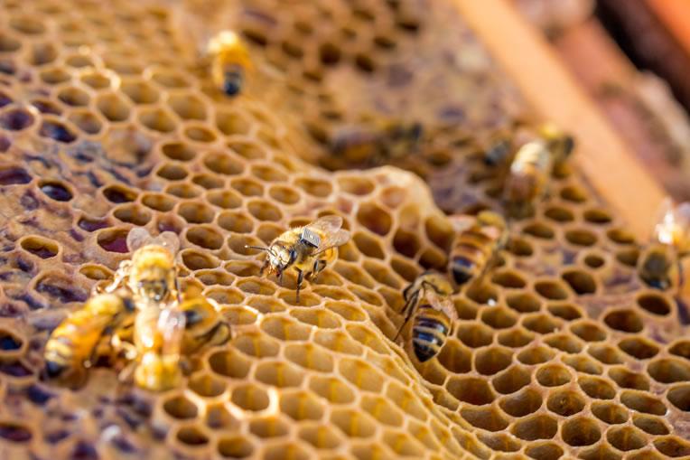 Sweet Spot: How Hitachi Tech is Helping Save the Bees